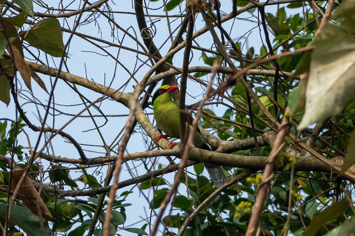 Common Green-Magpie - ML644508497