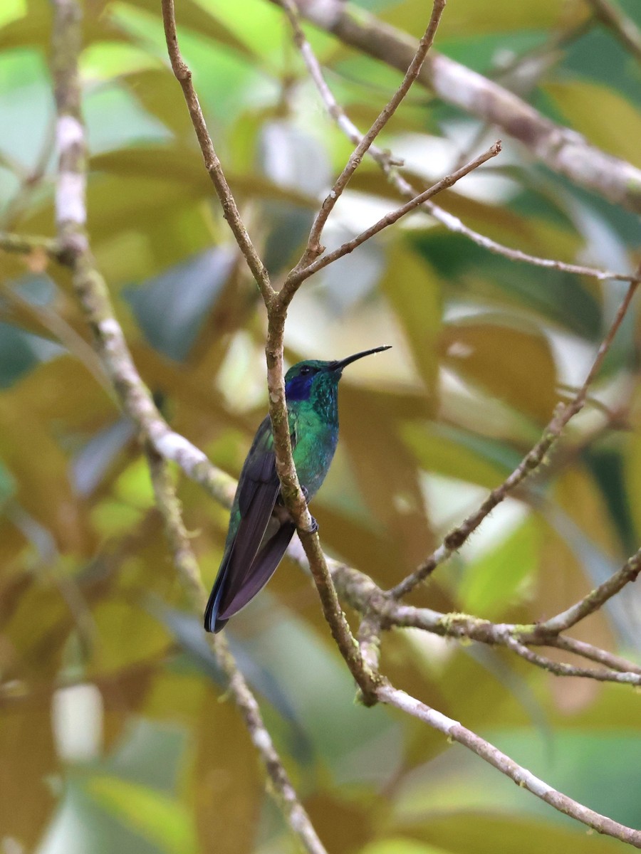 Lesser Violetear - ML644508498