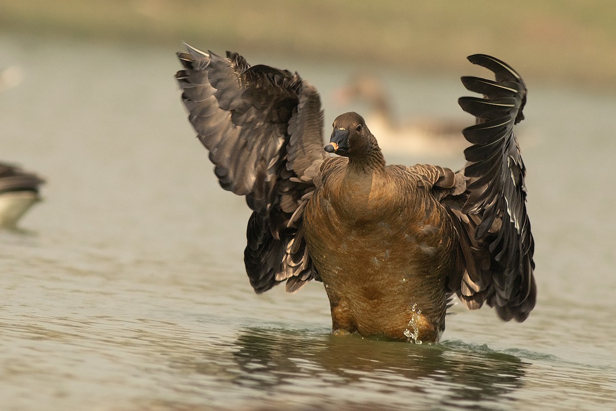 Tundra Bean-Goose - ML644508502