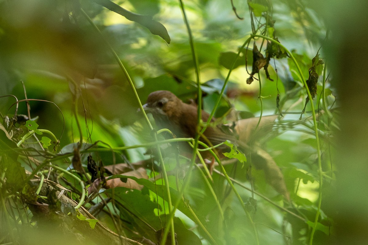 Abbott's Babbler - ML644508505