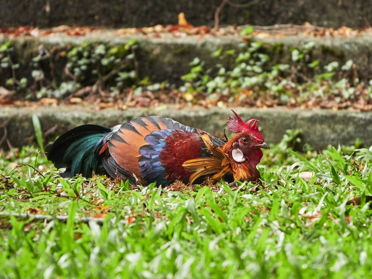 Red Junglefowl - ML644508510