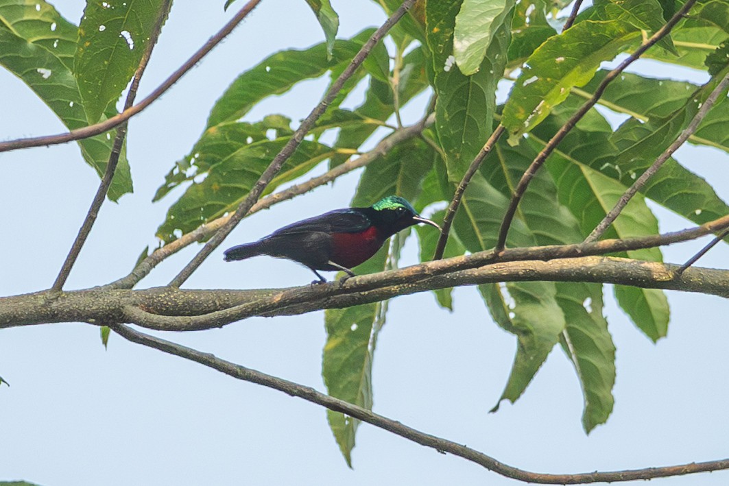 Van Hasselt's Sunbird - ML644508515