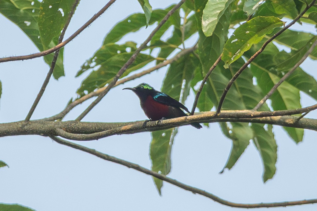 Van Hasselt's Sunbird - ML644508516