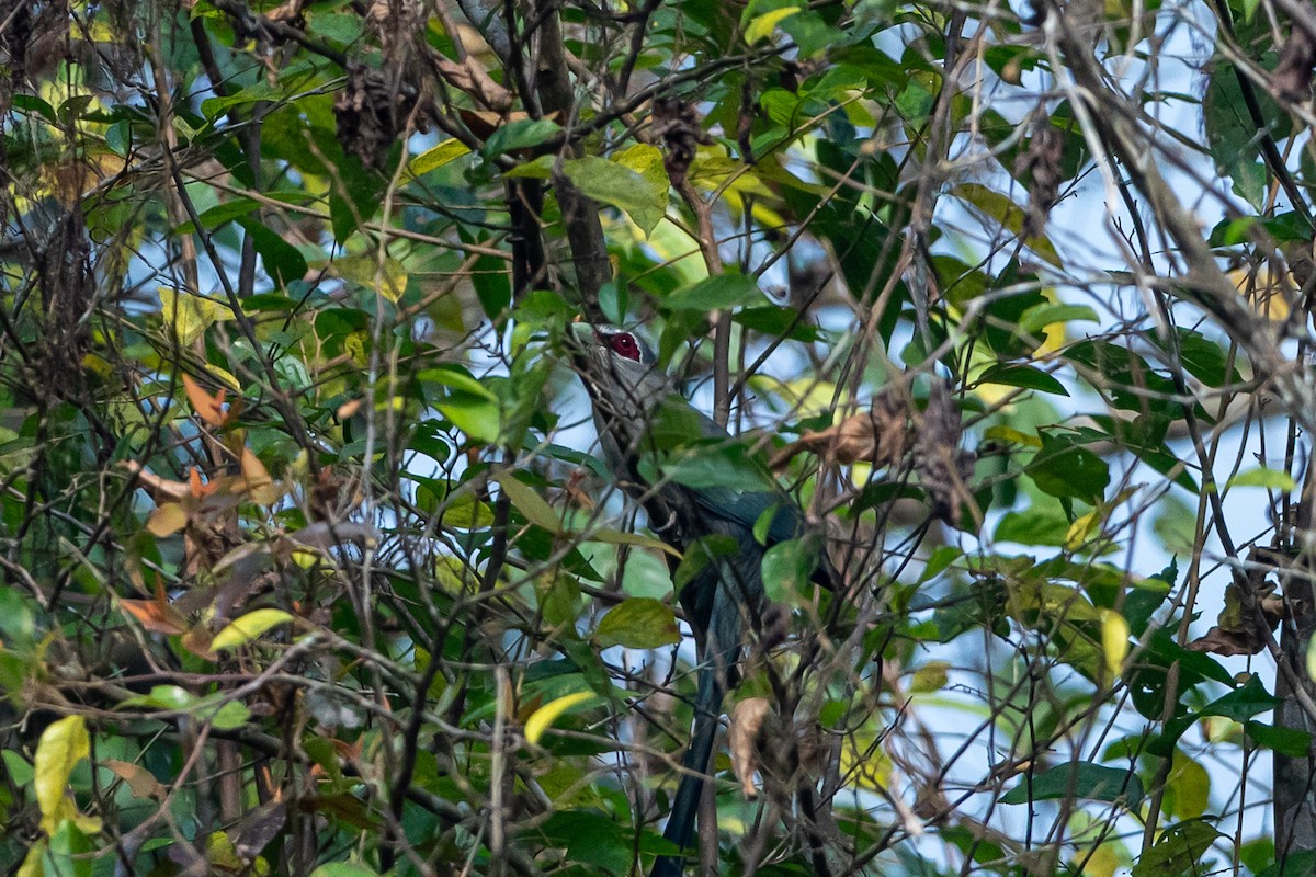 Green-billed Malkoha - ML644508519
