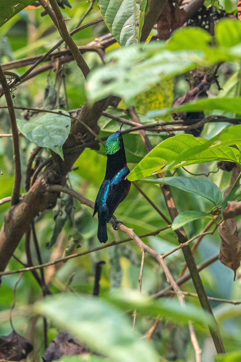 Van Hasselt's Sunbird - ML644508521