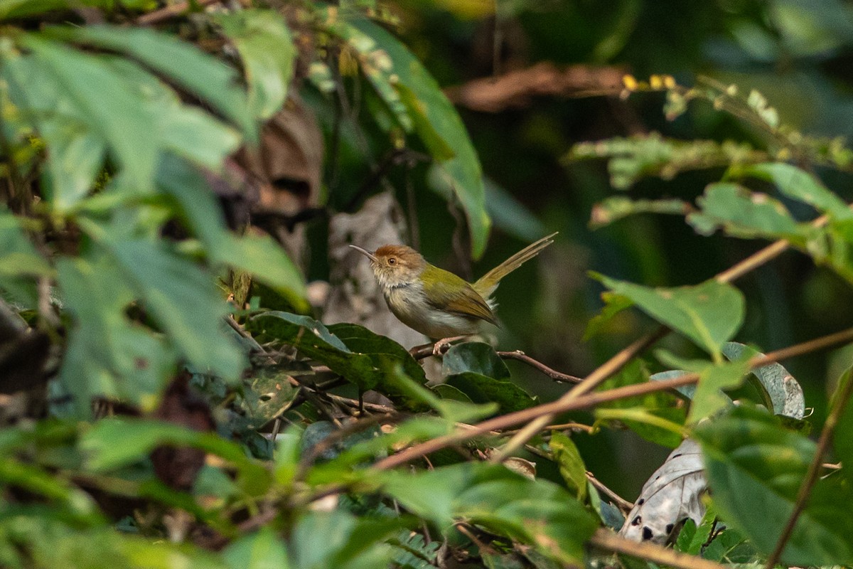 Common Tailorbird - ML644508522