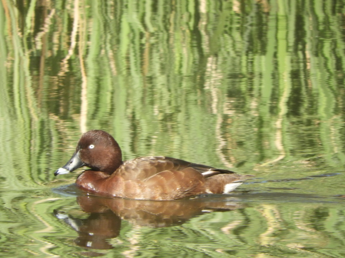 Hardhead - ML644508524