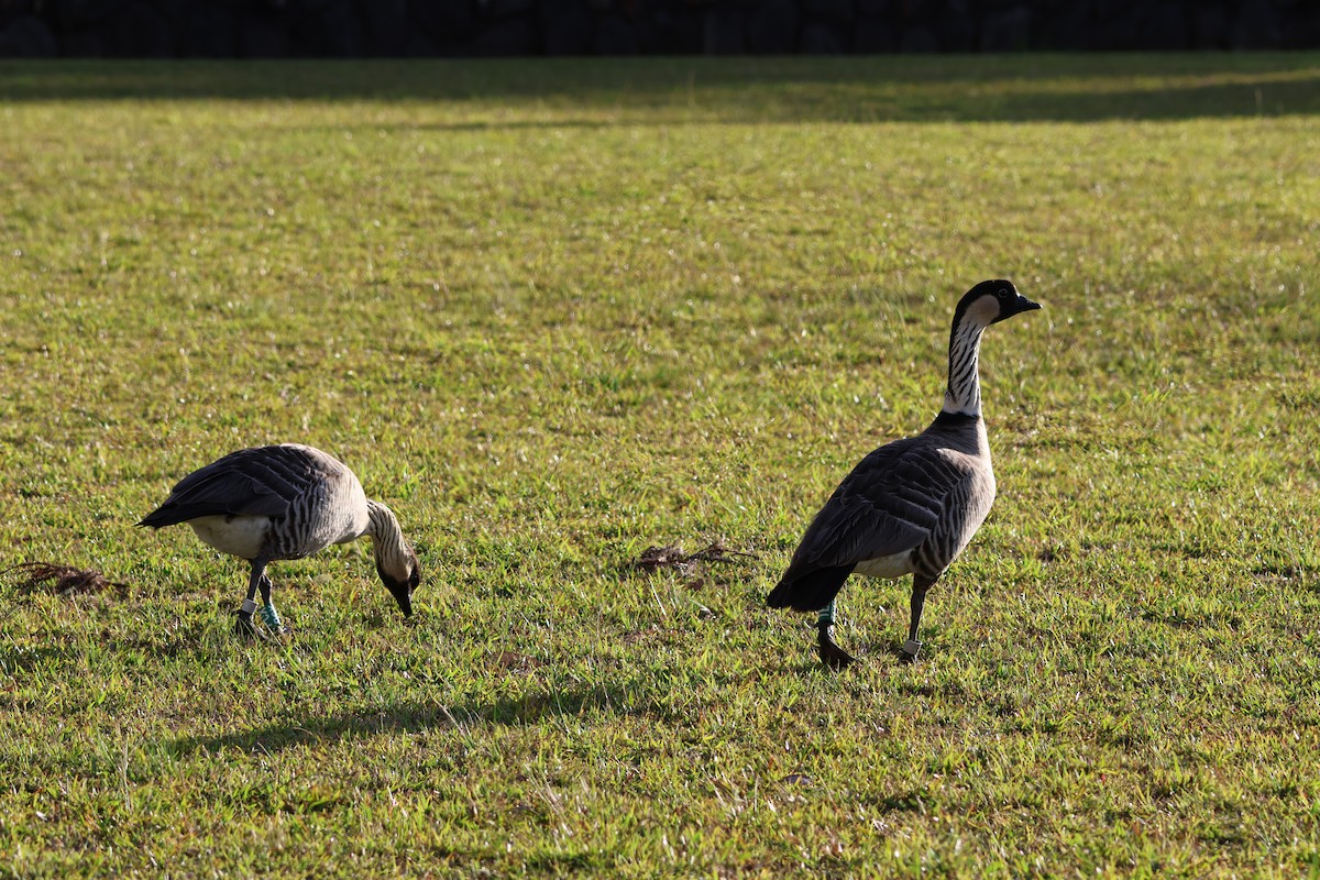 Гавайская казарка - ML644508528