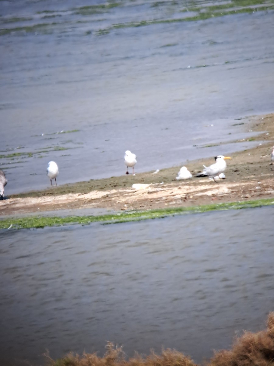 West African Crested Tern - ML644508532