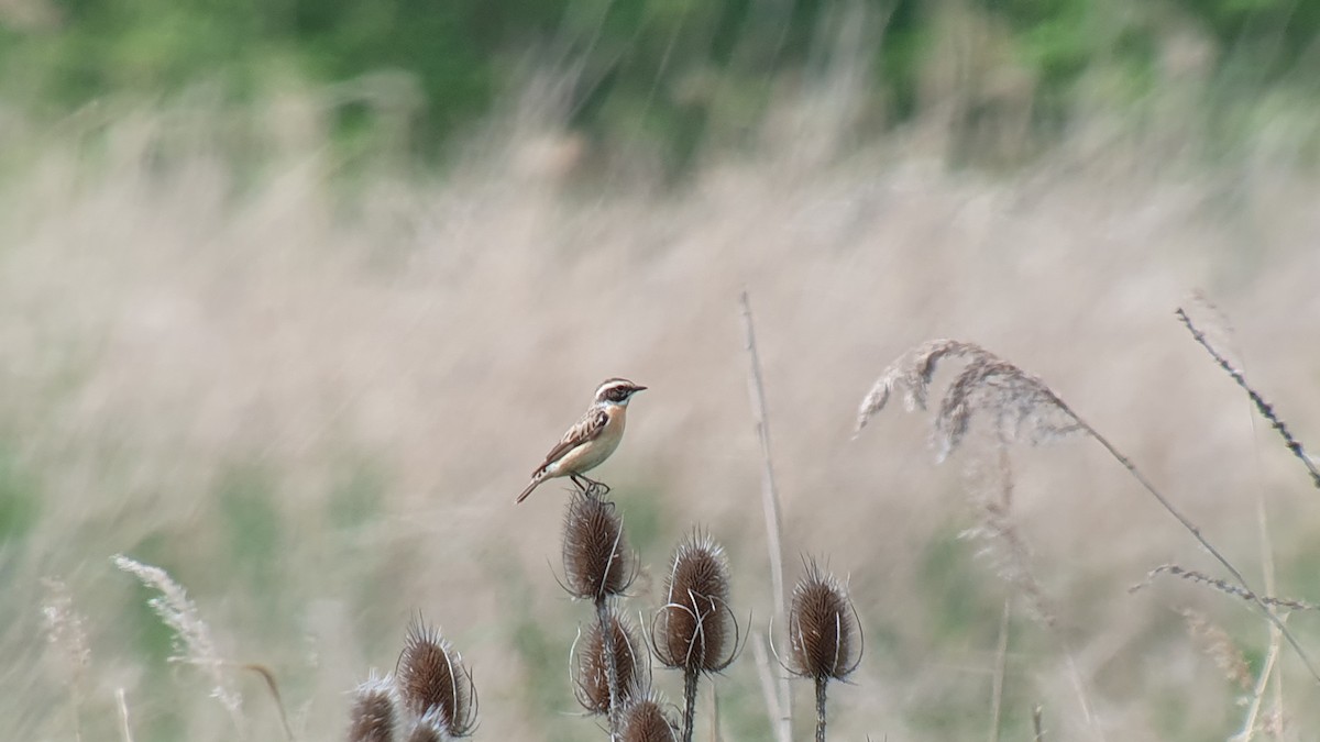 Tarier des prés - ML644508533