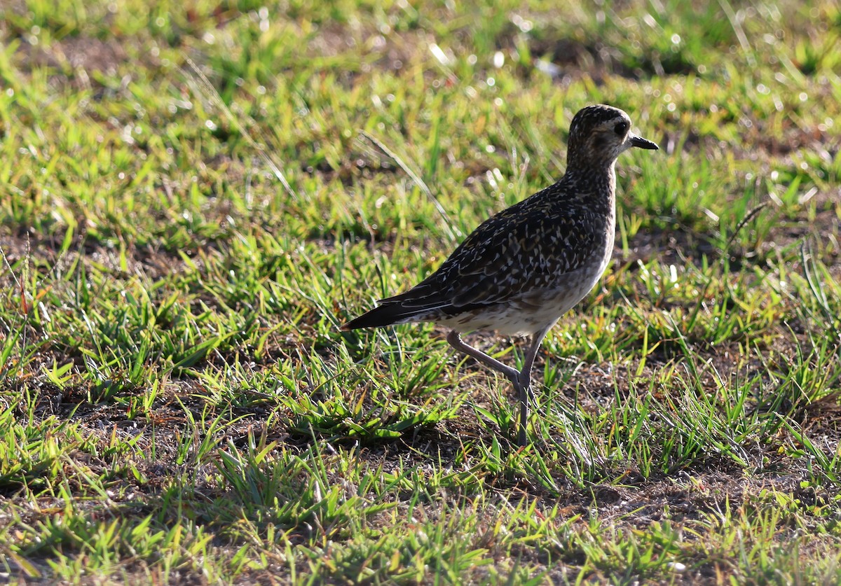 Pacific Golden-Plover - ML644508535