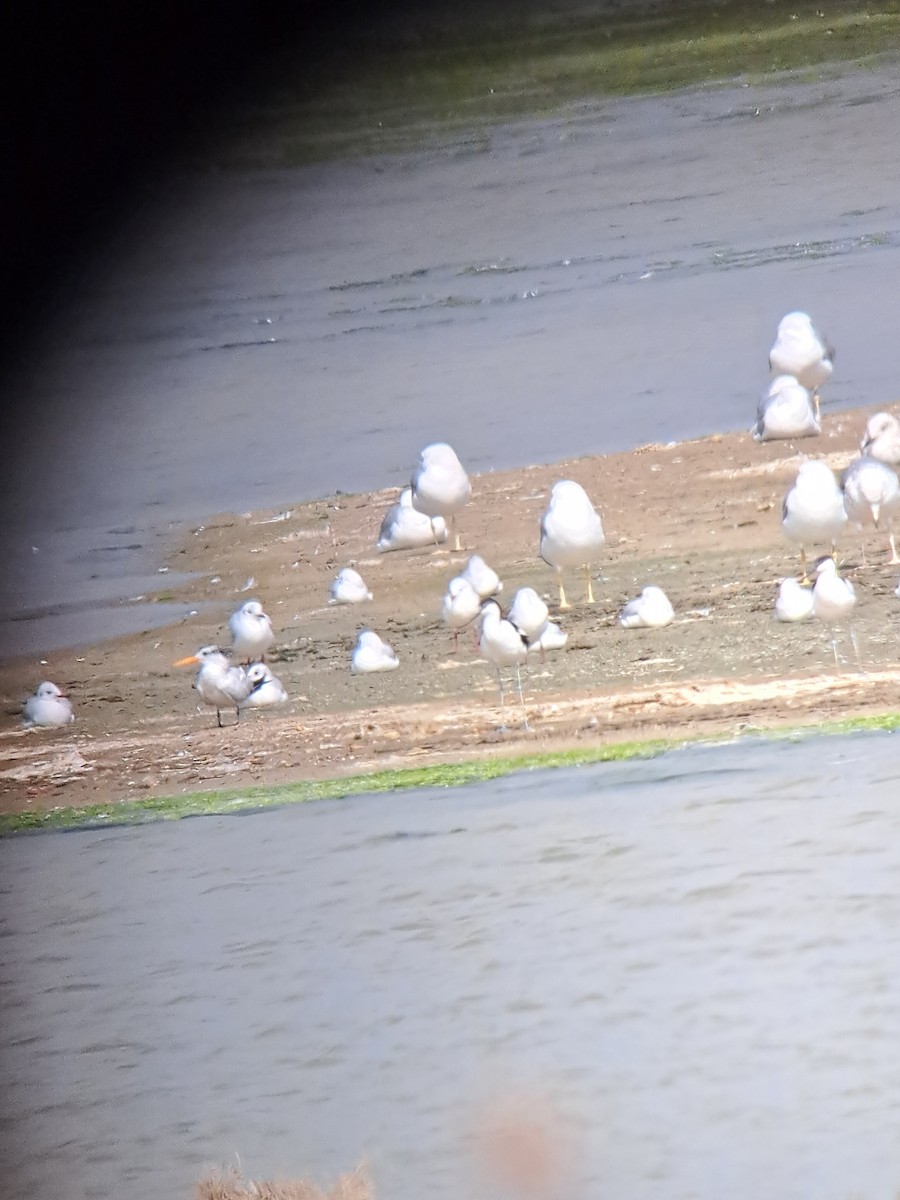 West African Crested Tern - ML644508538
