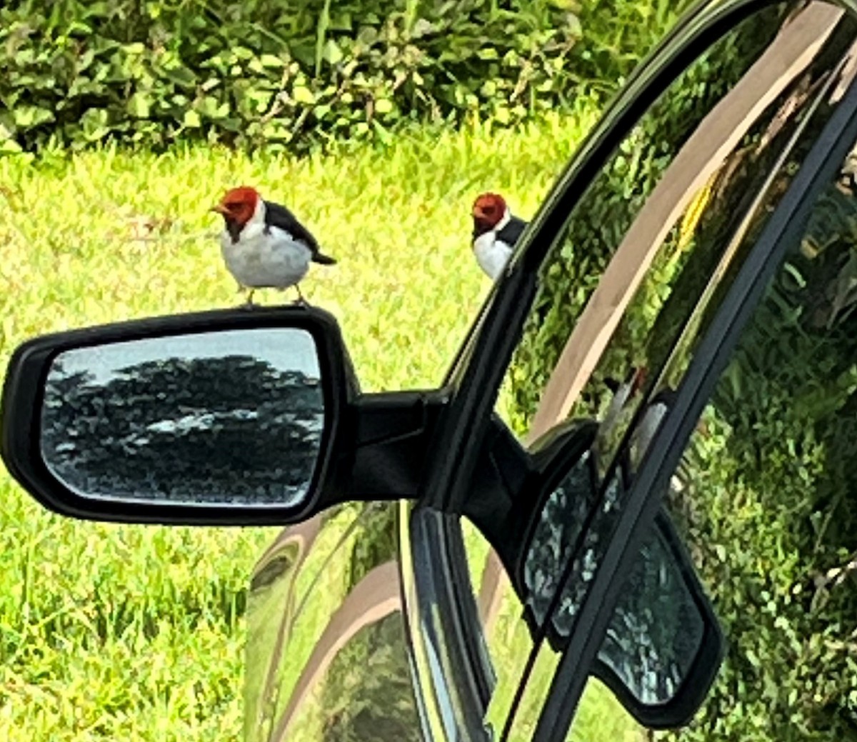 Yellow-billed Cardinal - ML644508544