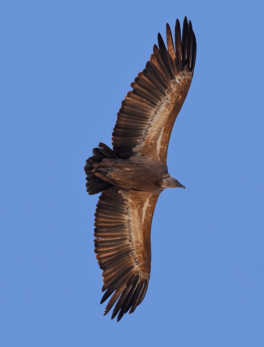 Kızıl Akbaba - ML644508559