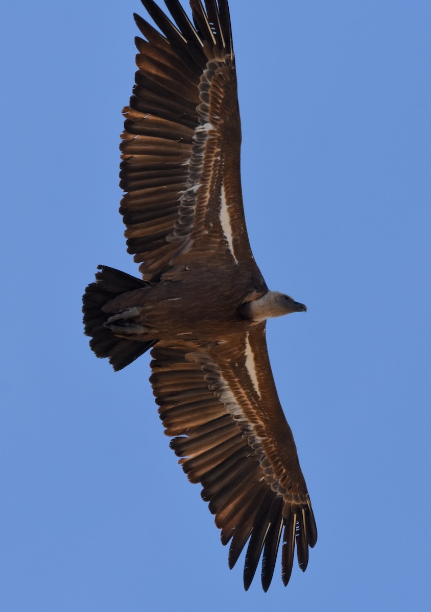 Kızıl Akbaba - ML644508560