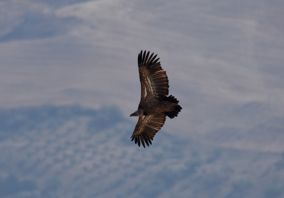 Kızıl Akbaba - ML644508561