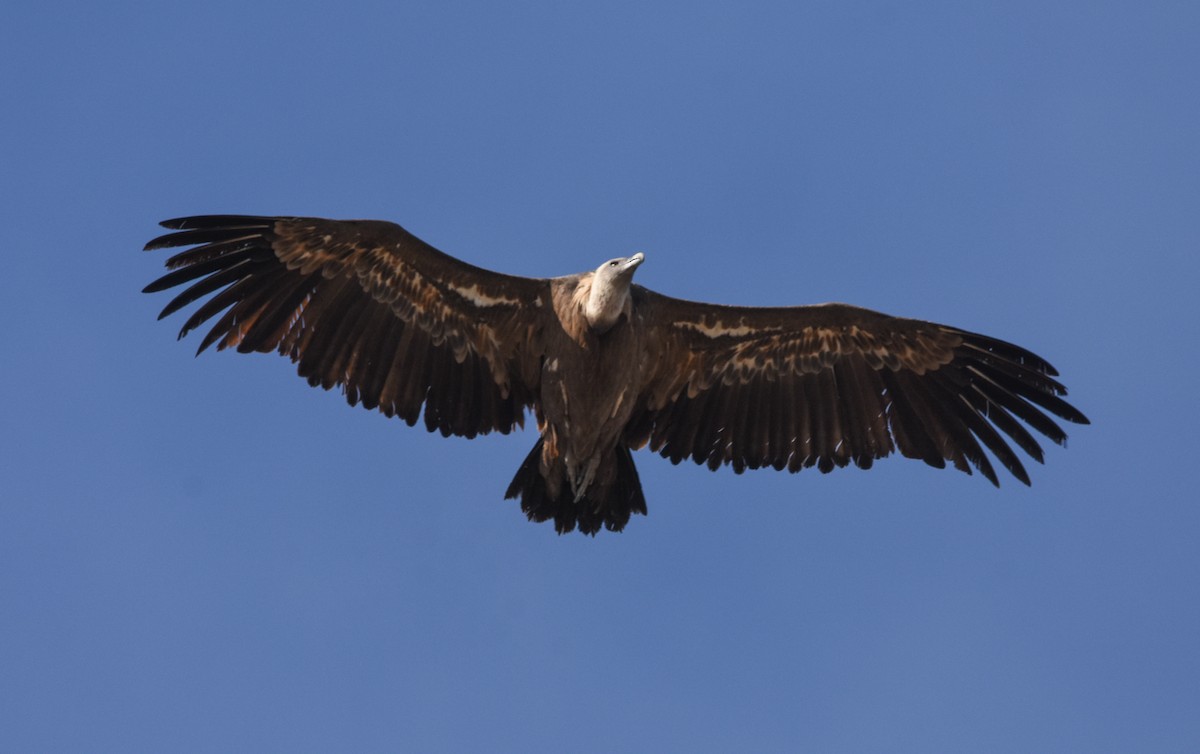 Kızıl Akbaba - ML644508562