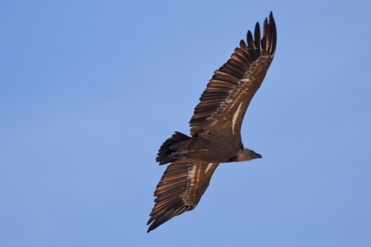 Kızıl Akbaba - ML644508563