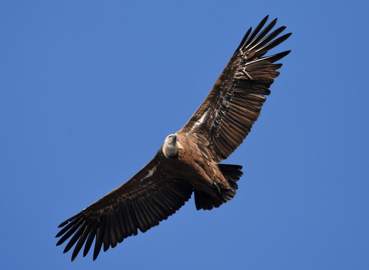 Kızıl Akbaba - ML644508564