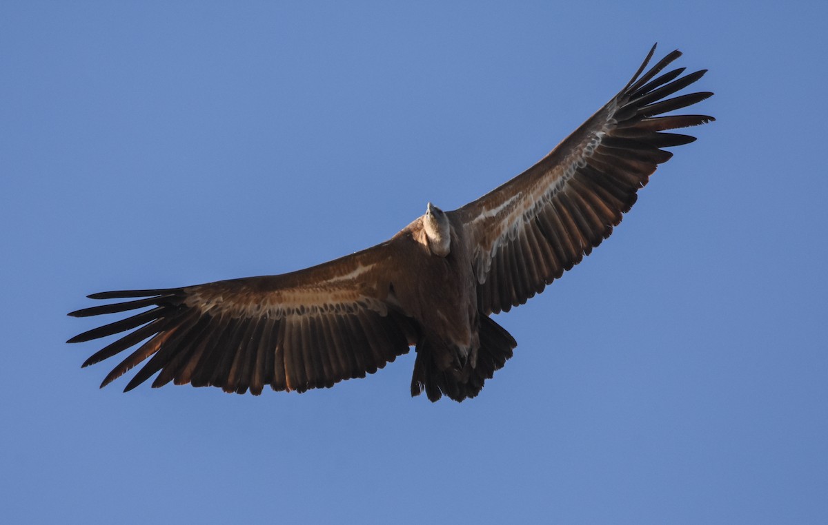 Kızıl Akbaba - ML644508565