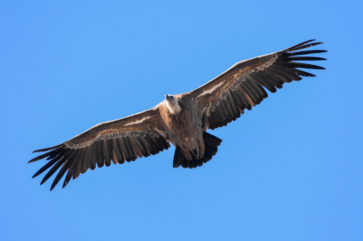 Kızıl Akbaba - ML644508566