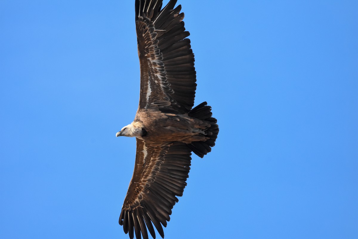 Kızıl Akbaba - ML644508567