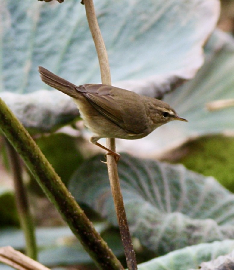 עלווית כהה - ML644508573