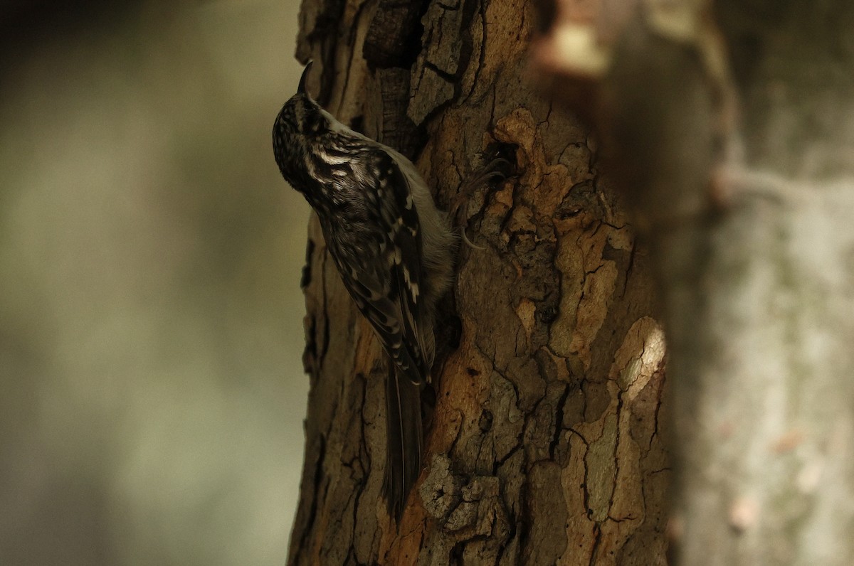 Brown Creeper - ML644508581