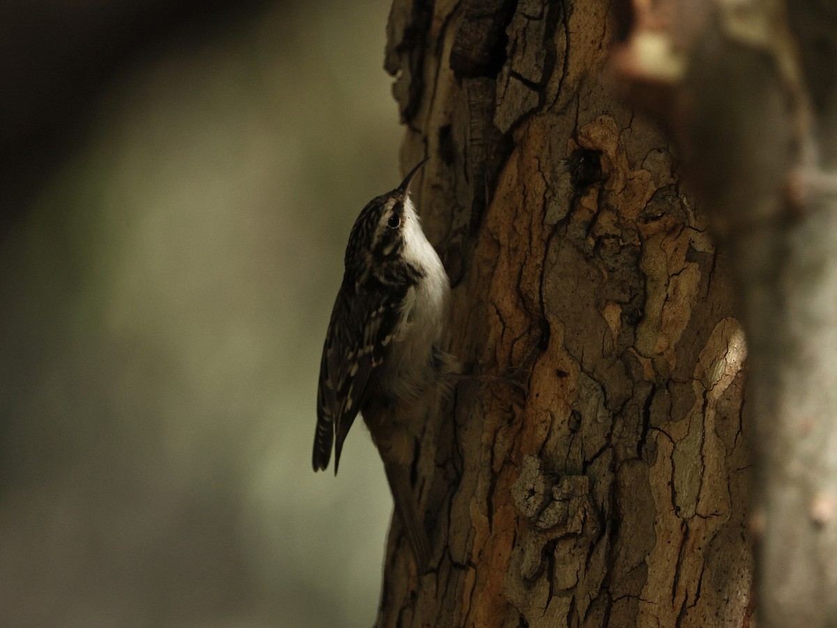 Brown Creeper - ML644508582