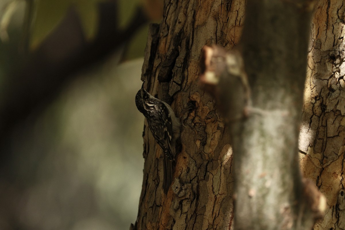 Brown Creeper - ML644508584