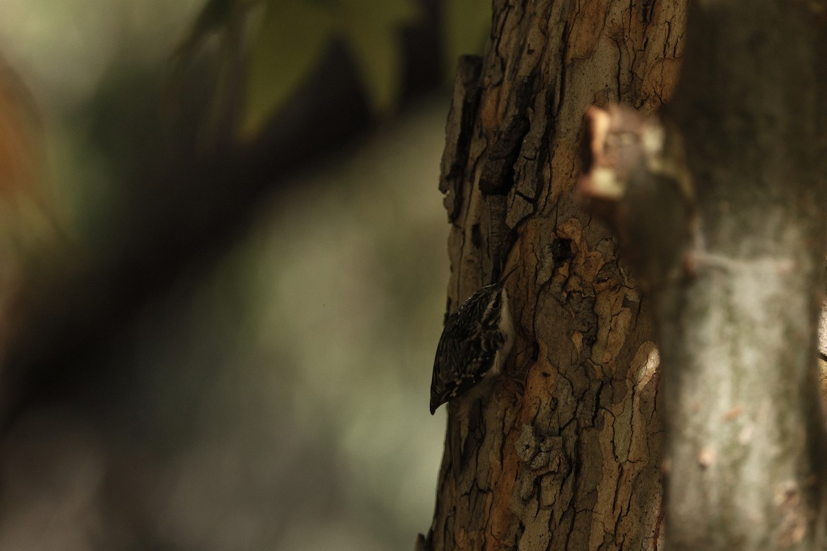 Brown Creeper - ML644508585