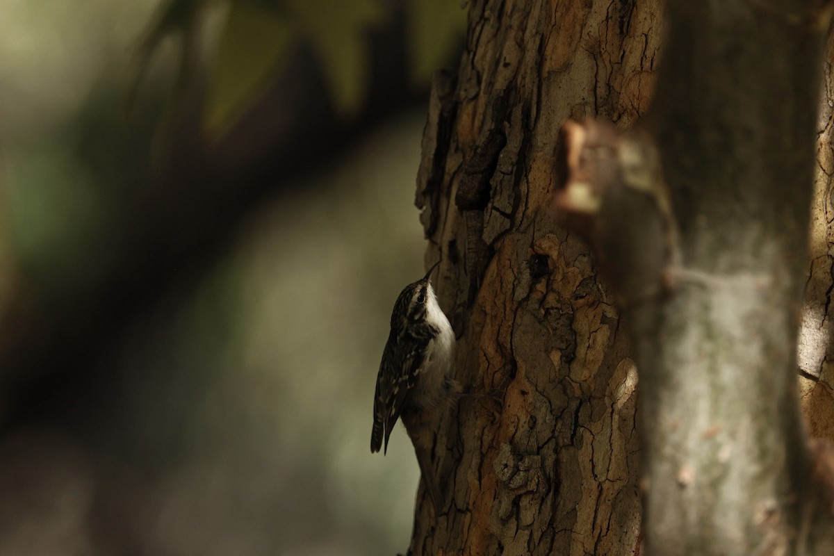 Brown Creeper - ML644508586