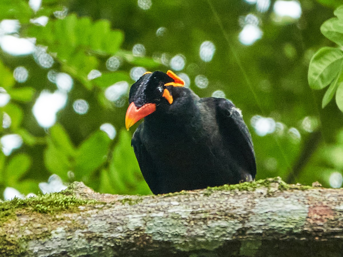 Common Hill Myna - ML644508587