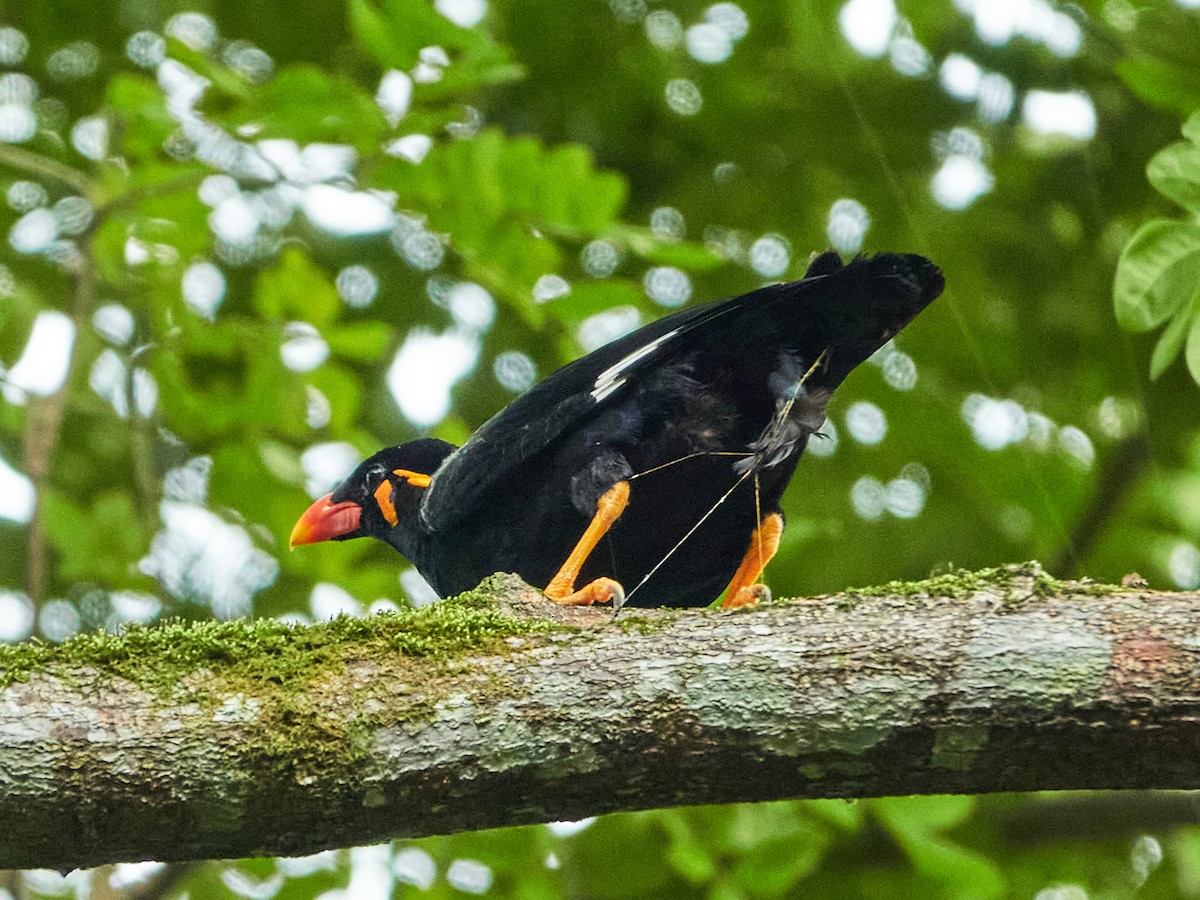 Common Hill Myna - ML644508588