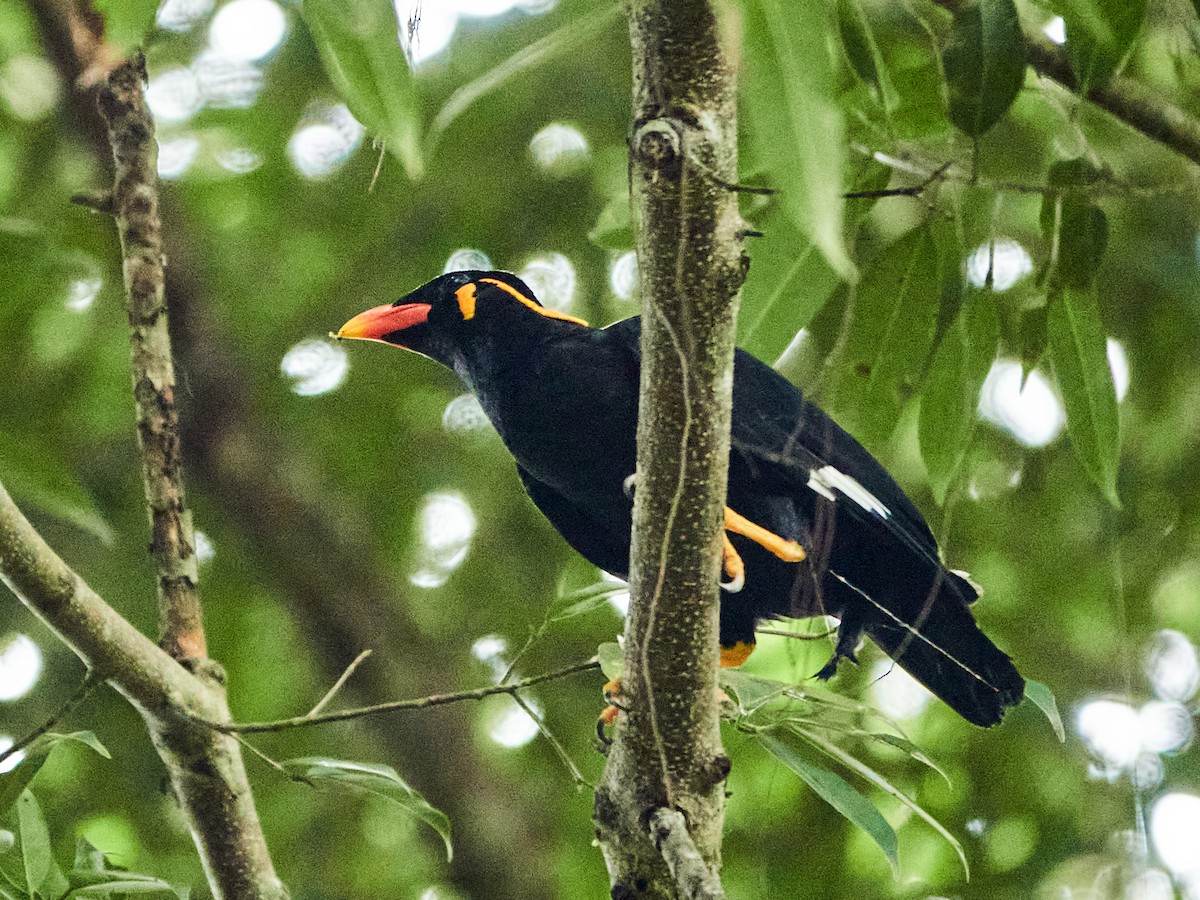 Common Hill Myna - ML644508589
