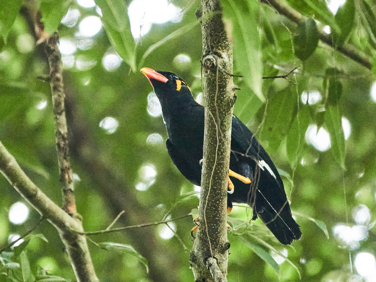 Common Hill Myna - ML644508590