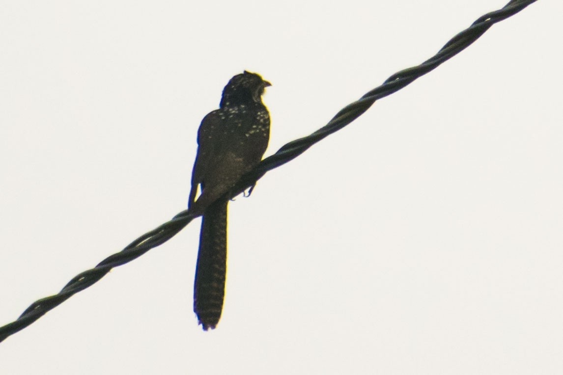 オニカッコウ - ML644508593