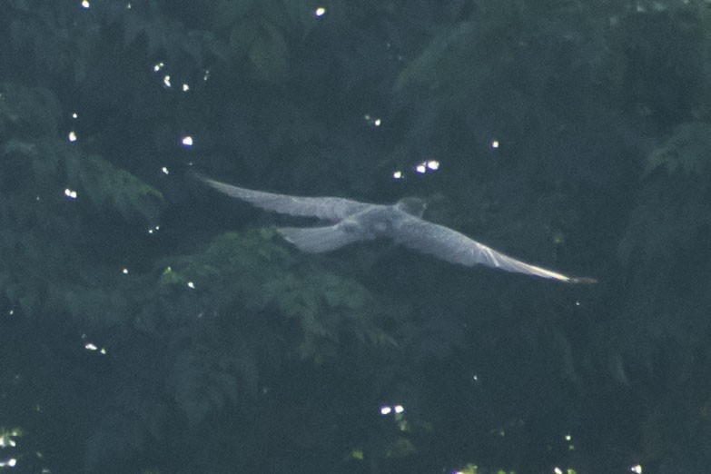 Common Hawk-Cuckoo - ML644508598