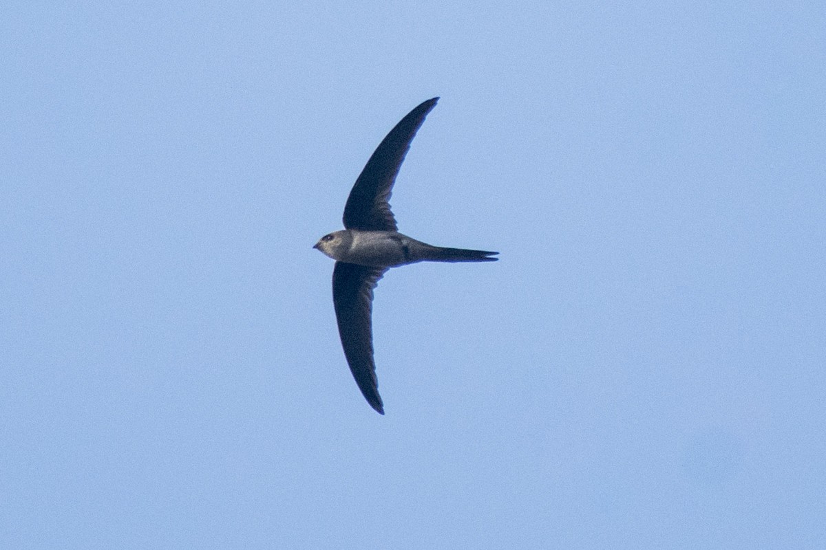 סיס-דקלים אסייתי - ML644508600