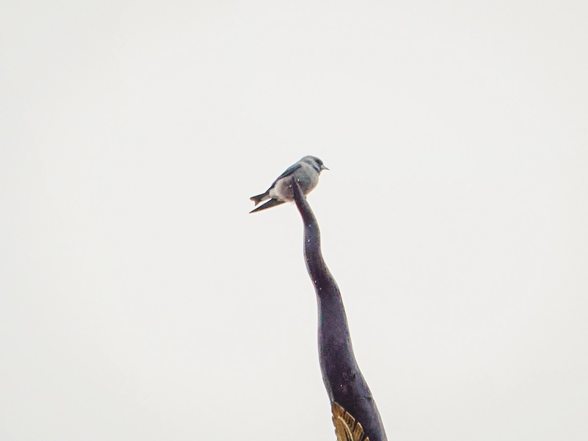 Ashy Woodswallow - ML644508604