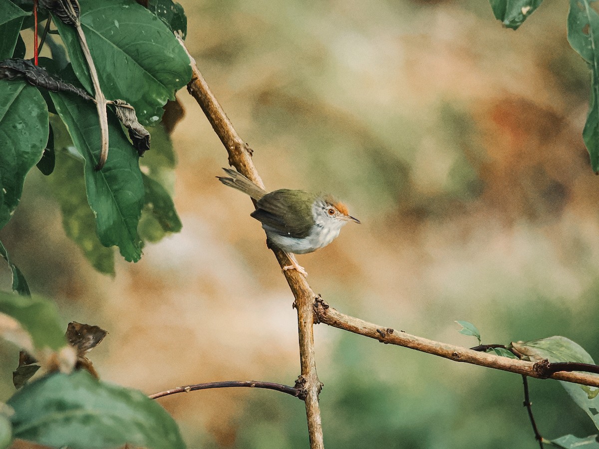 Common Tailorbird - ML644508606
