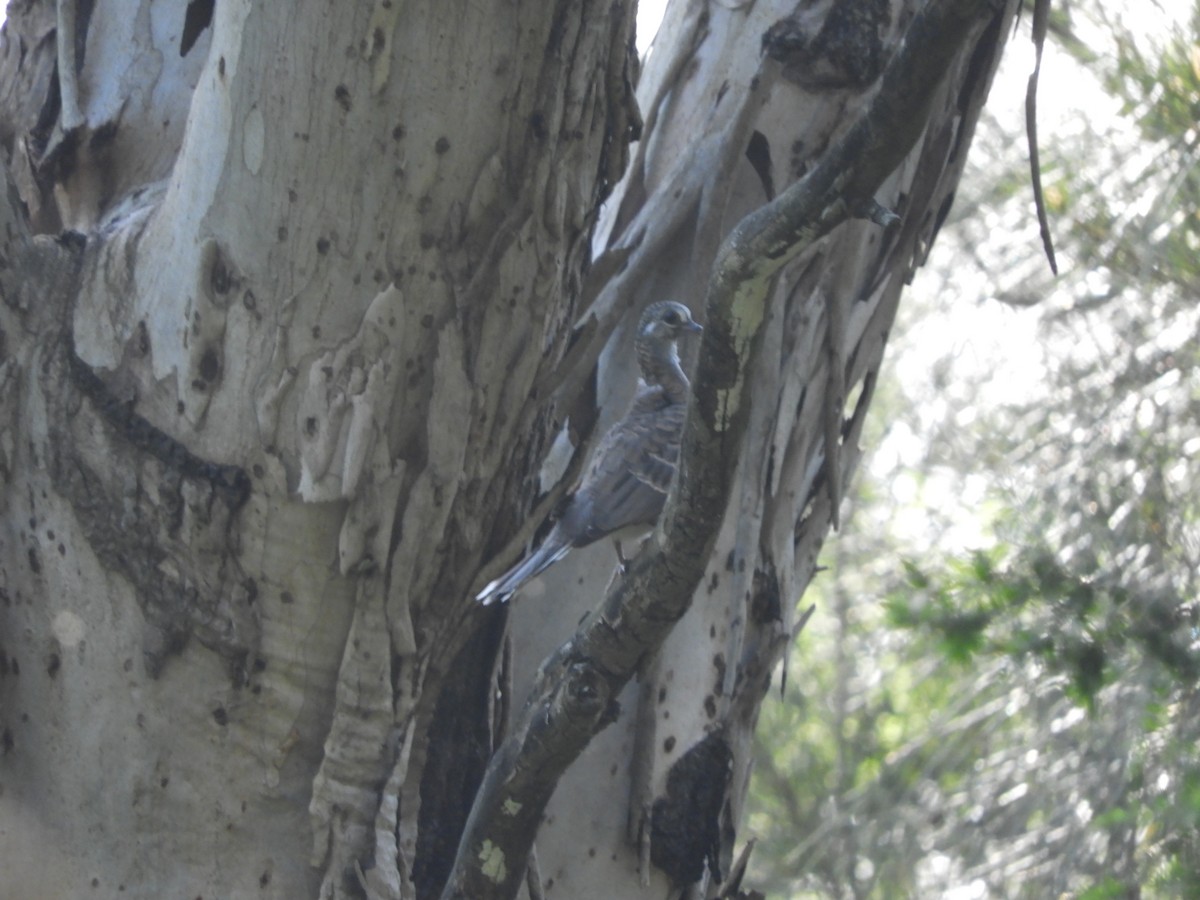 Bar-shouldered Dove - ML644508617