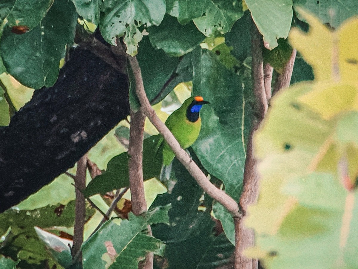 Verdin à front d'or - ML644508618