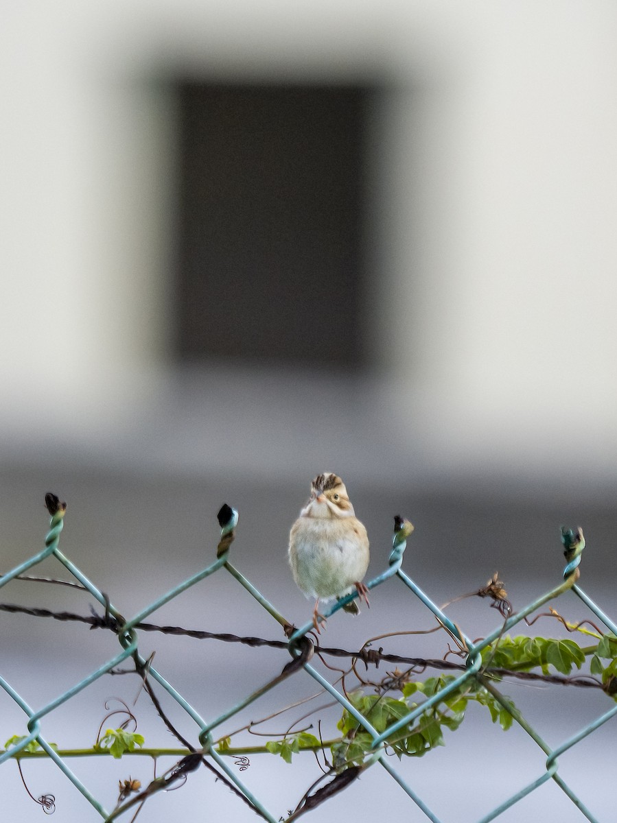 Clay-colored Sparrow - ML644508619