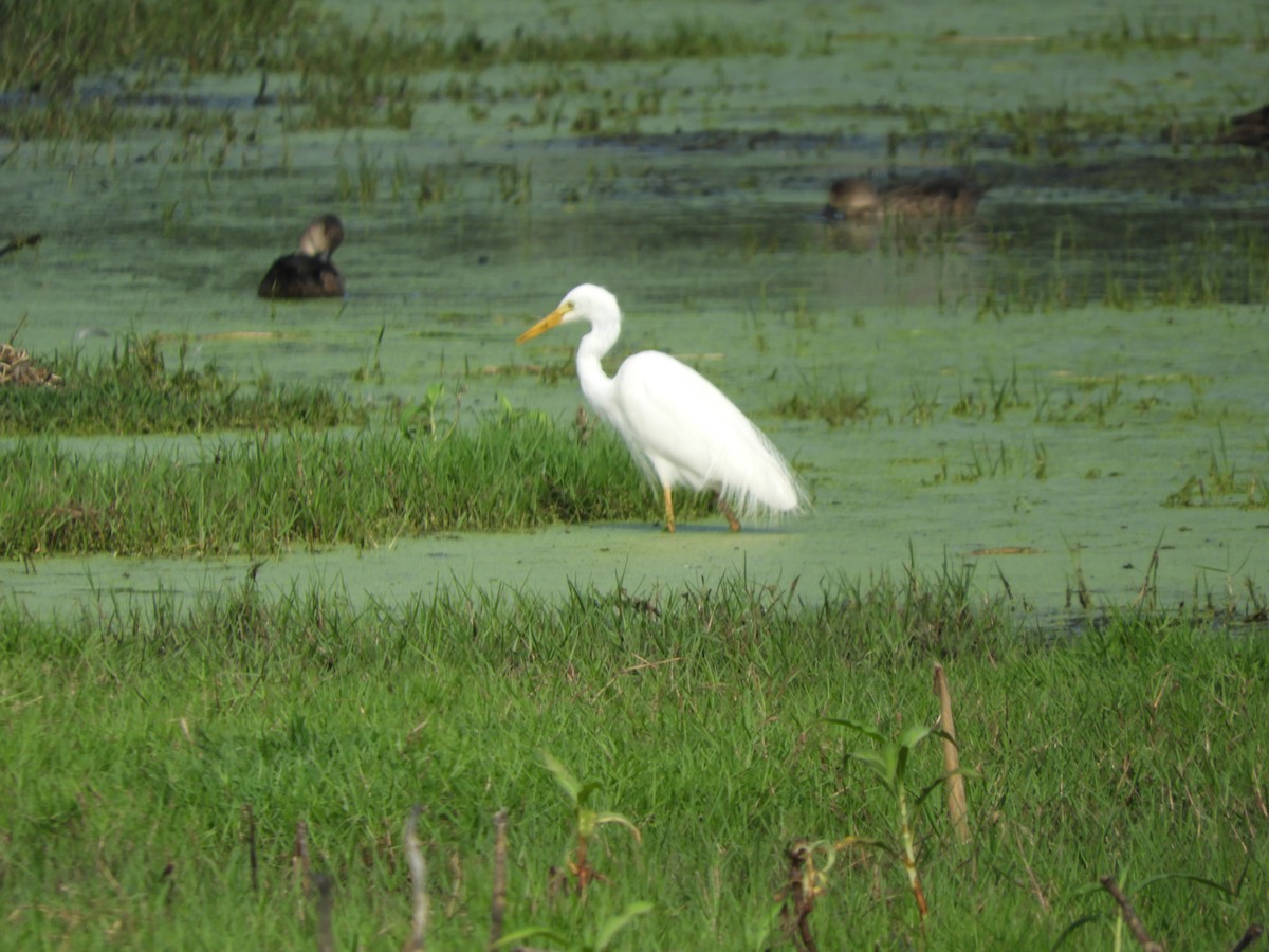 Plumed Egret - ML644508623