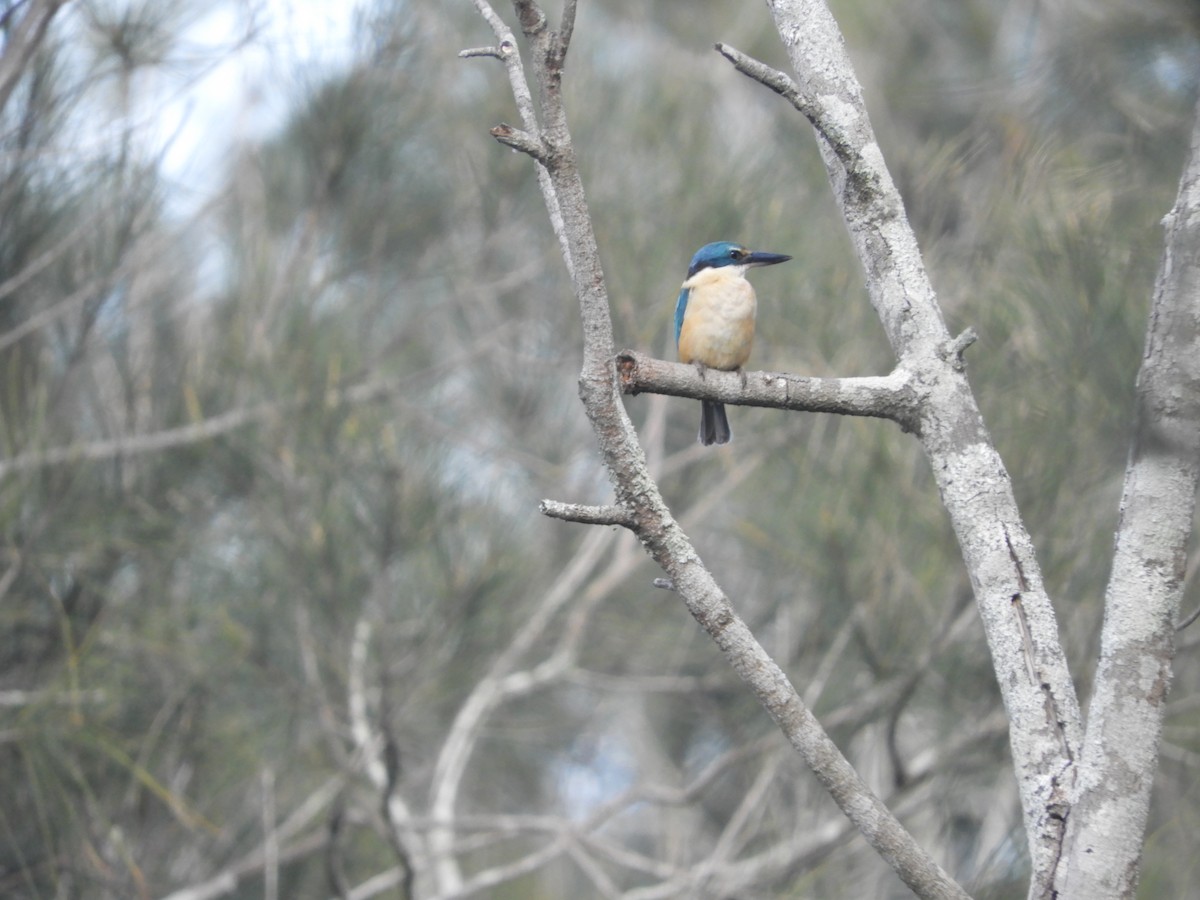 Sacred Kingfisher - ML644508626