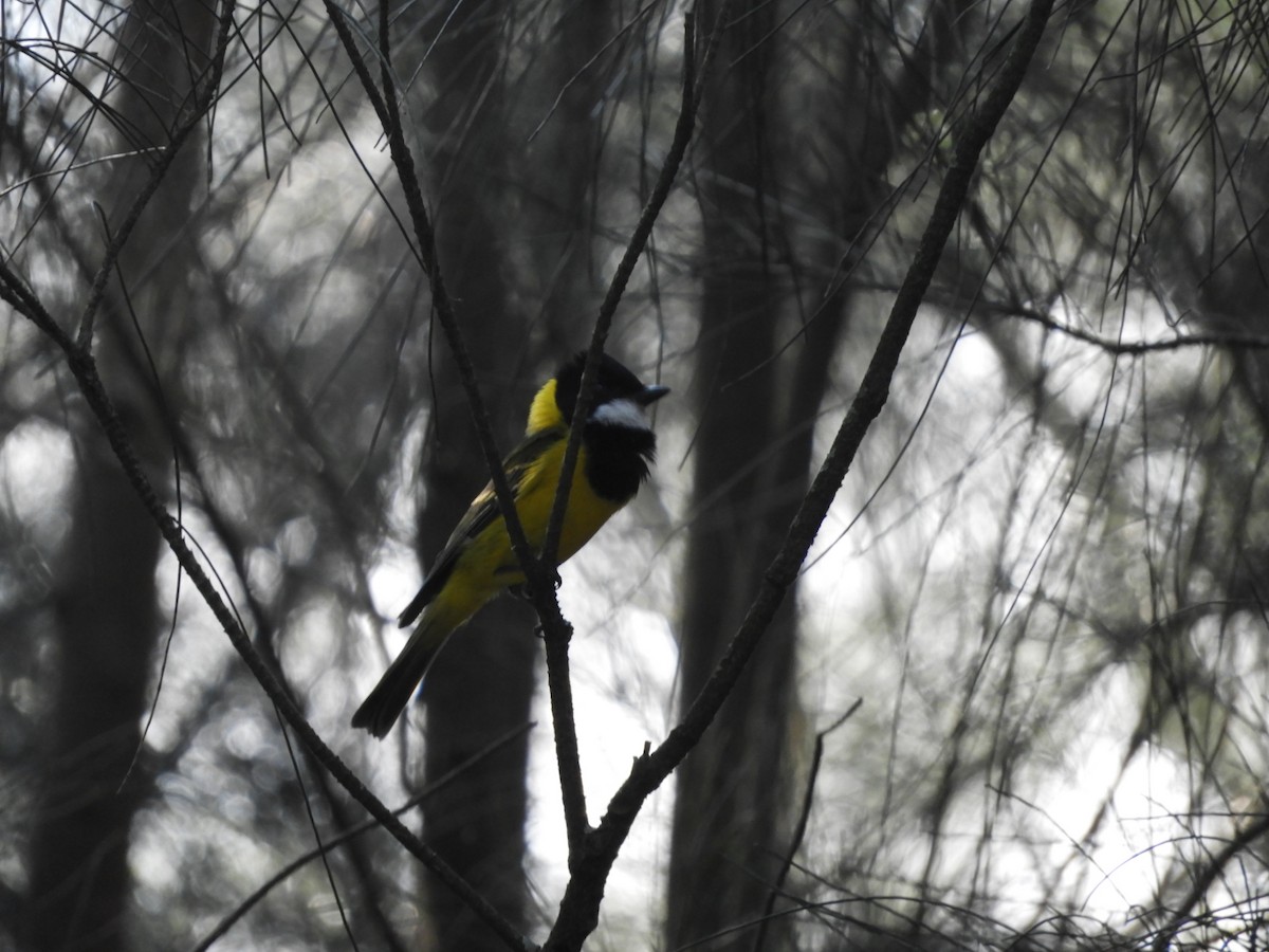 Golden Whistler - ML644508630