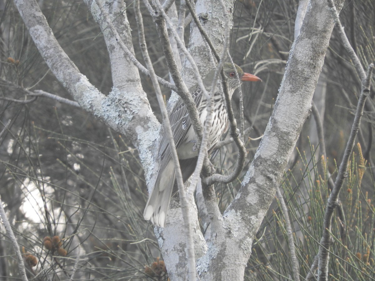 Olive-backed Oriole - ML644508633