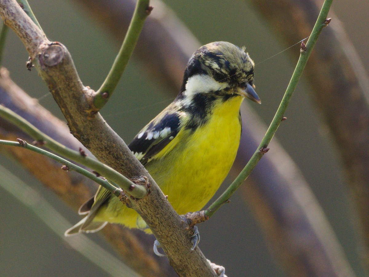 Yellow-bellied Tit - ML644508643