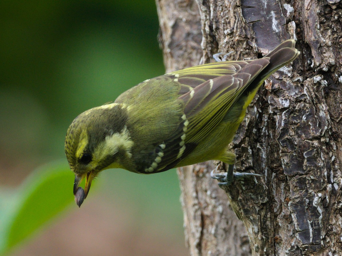 Yellow-bellied Tit - ML644508644